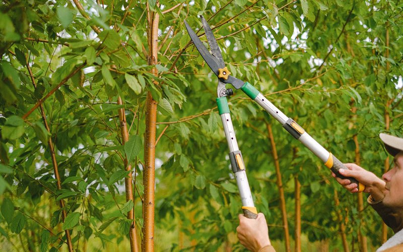 Tree trimming in Talmoon, MN